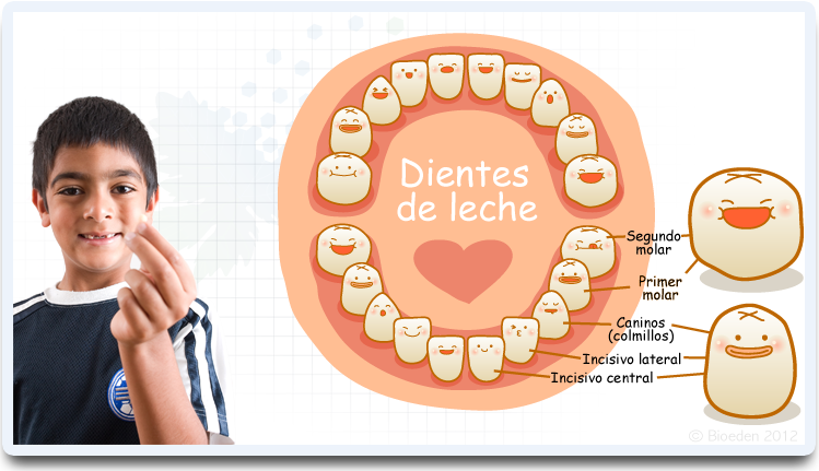 DIENTES DE LECHE A dientes de leche a: