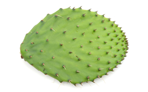 NOPAL CON ESPINA