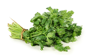 CILANTRO